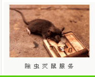 东莞厚街灭老鼠公司，电老鼠，杀老鼠，杀臭虫，，蚊子，蟑螂。