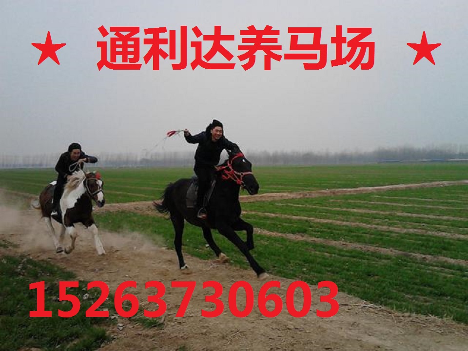 广东通利达养马场 出售骑乘马 出售旅游马 骑乘马价格