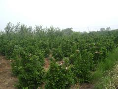 成活率高的灌木玉兰，哪里能买到品种好的灌木玉兰
