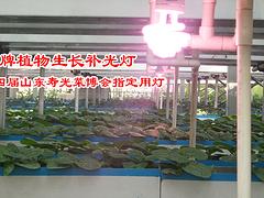 供应潍坊优质的温室植物补光灯，威海温室植物补光灯