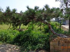 种植造型松 山东口碑好的造型松供应商是哪家