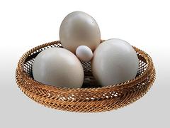 潍坊品牌好的鸵鸟蛋供应    |鸵鸟蛋行情