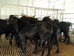 努比亚黑山羊厂家批发——选购广西努比亚黑山羊广西扶绥广羊农牧