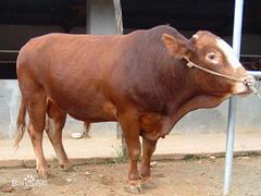 利木赞肉牛供应——口碑好的利木赞肉牛哪里有供应