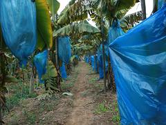 广西香蕉保护膜供应商——海南香蕉保护膜厂家