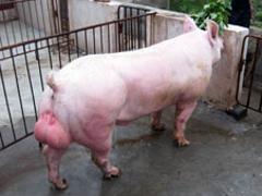 供应大白种猪：口碑好的大白公猪清海种猪场供应