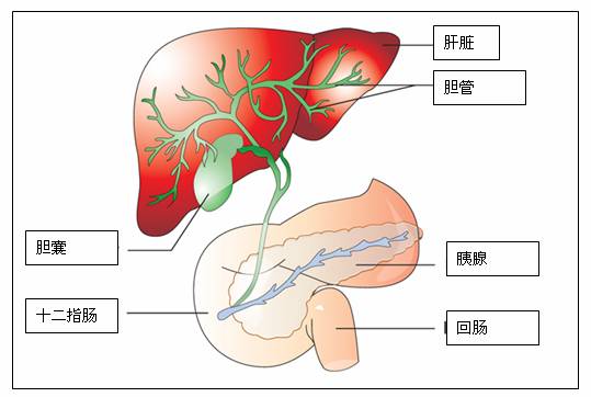 河北*肝胆管结石哪家好(图)