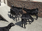黑种公羊养殖场|成都口碑好的黑种公羊黑种母羊养殖及基地报价联系热线13550228138