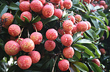 海南热带水果种植：价位合理的海南热带水果推荐