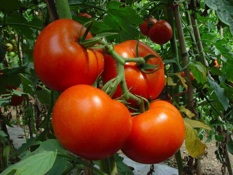 *番茄种子_以色列进口耐低温西红柿种子 迦姆拉