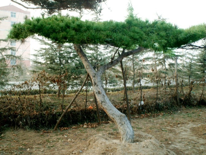 品种好的造型松树出售,山东造型景观松(图)