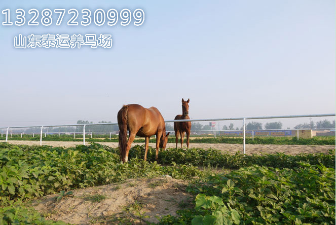 马匹饲养管理,四川骑乘马市场