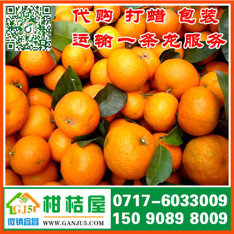 枣庄市滕州市晚熟密橘多少钱(提供代收/打蜡/包装一条龙服务)