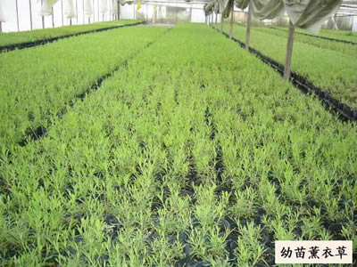 2015年薰衣草预定开始了-青州薰衣草厂家批发价格
