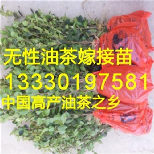 中国高产油茶之乡,油茶大王,广东油茶苗价格