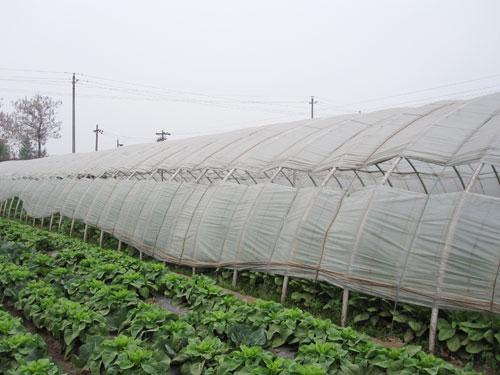蔬菜大棚厂家-安阳市佳和农业