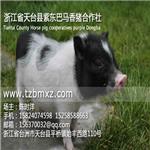 天津巴马香猪/紫东香猪