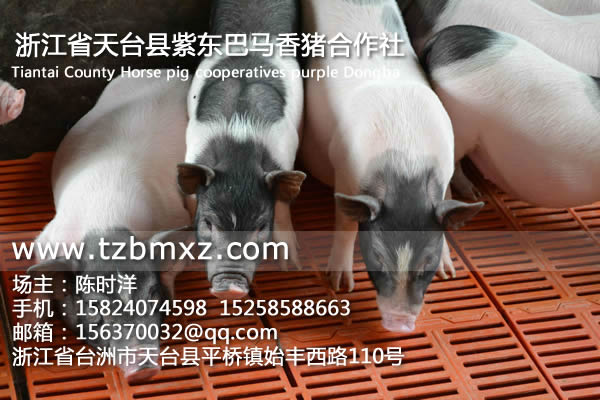巴马腊香猪价格/紫东香猪