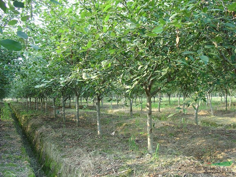 垂丝海棠1到10公分 优质树苗四川基地直销绿化苗木批发
