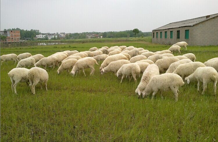 莎能奶山羊繁殖率羔