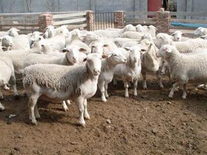 莎能奶山羊繁殖率羔