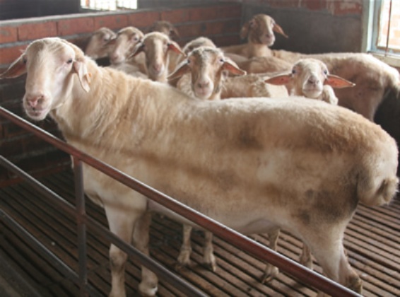 供应湖羊养殖成本利润