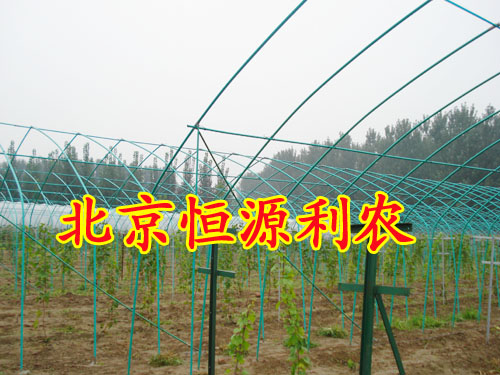 北京钢管大棚-恒源利农