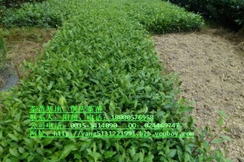 供应四川黄金芽茶苗、四川黄金茶苗30厘米优质良种