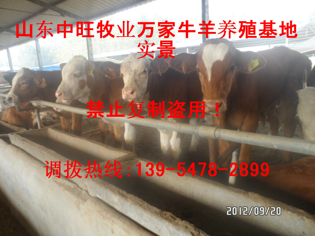 2015西门塔尔牛牛犊价格