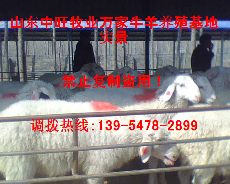 2015小尾寒羊羔羊价格