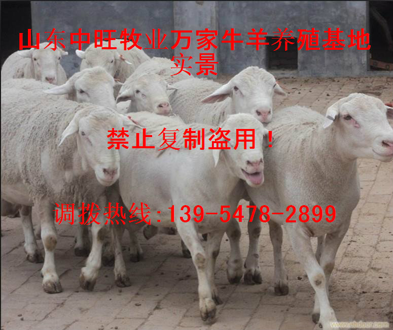 2015杜泊绵羊种羊价格