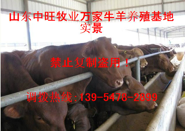2015肉牛种牛多少钱