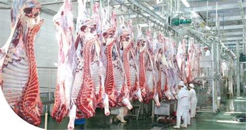 清真肉联厂|鲁鑫源牲畜市场