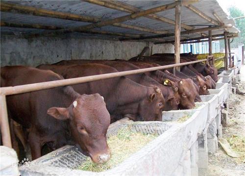利木赞牛养殖场|鲁鑫源牲畜市场