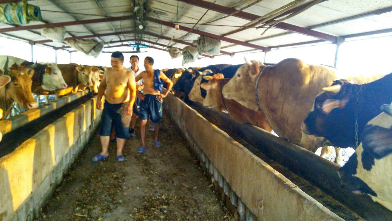 梁山鲁西黄牛养殖基地|鲁鑫源牲畜市场