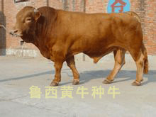 2016年鲁西黄牛报价|鲁鑫源牲畜市场