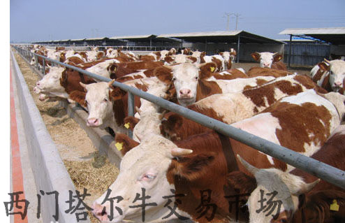 西门塔尔牛出栏时间|鲁鑫源牲畜市场
