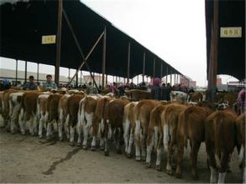 肉牛肉联厂|鲁鑫源牲畜市场