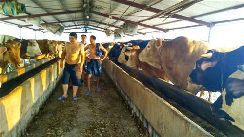 梁山县肉牛养殖基地|鲁鑫源牲畜市场