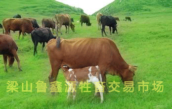 梁山县肉牛养殖场-梁山鲁鑫源牲畜交易市场