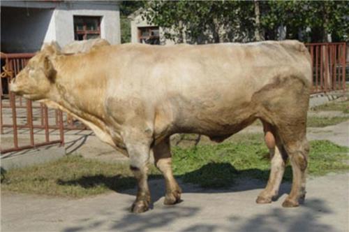夏洛莱牛种牛价格|鲁鑫源牲畜市场