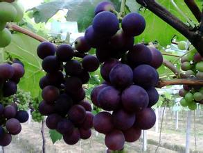 代购葡萄|威县葡萄种植