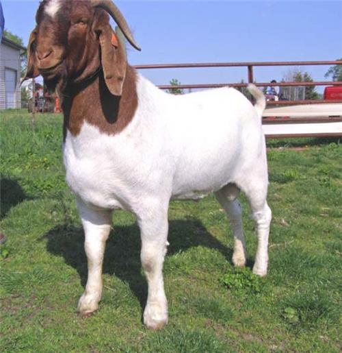 安徽波尔山羊的生产能力/山东行运牛羊养殖