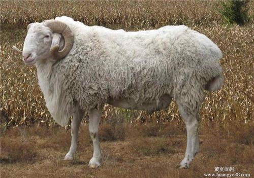 河南小尾寒羊的繁殖能力/山东行运牛羊养殖