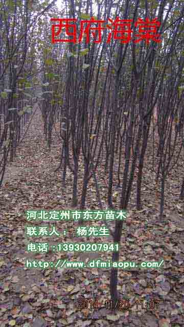 金叶复叶槭批发-河北定州市东方苗木