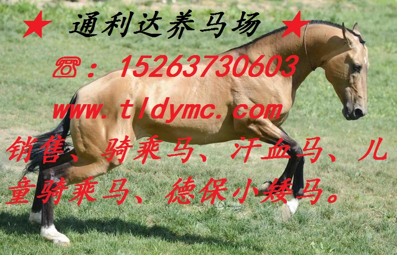 山东济宁通利达养马场坐落在济宁畜牧开发区，是省内较大的养马场之一，本养马场建于2008年，拥有多年专业的养马技术。