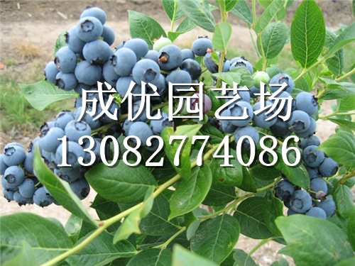 泰安市蓝莓苗繁育基地/成优园艺场