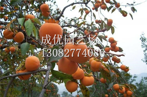 红富士苹果苗的新品种/成优园艺场