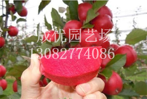 3公分苹果树苗价格/成优园艺场