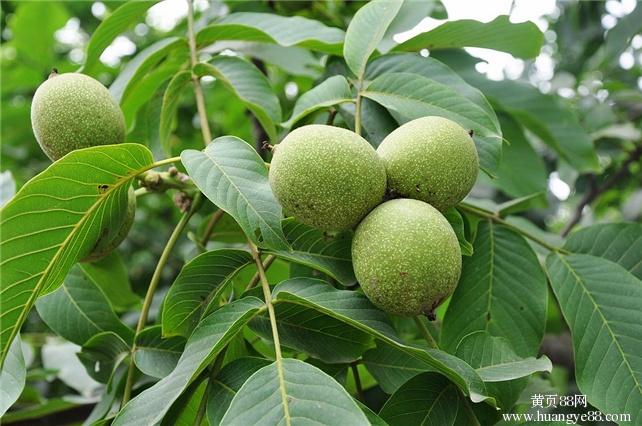 泰山核桃苗代理/圣和园艺场